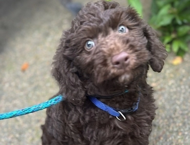 Hershey