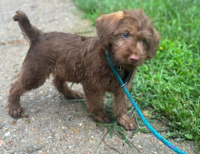 Skip Labradoodle