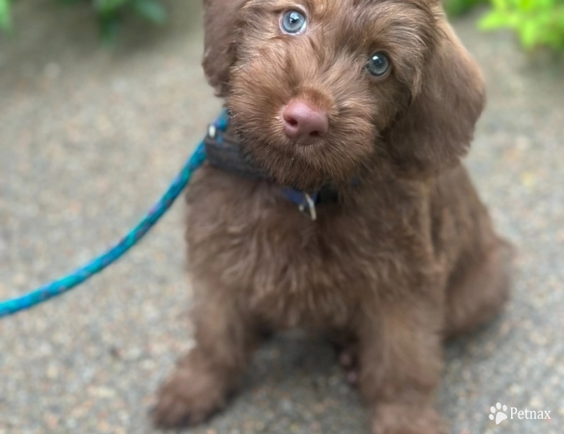 Skip Skip Labradoodle