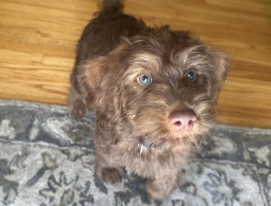 Skip Labradoodle