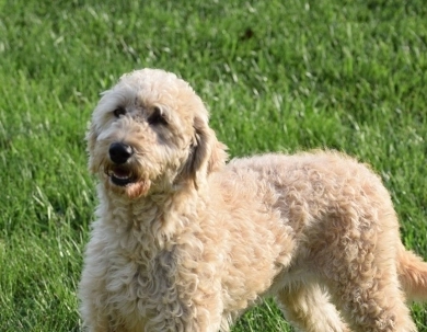 Sadie Labradoodle