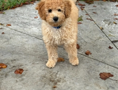Cooper