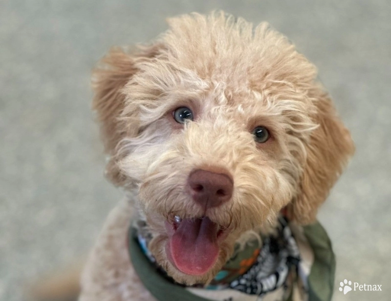 Brodie Brodie Labradoodle