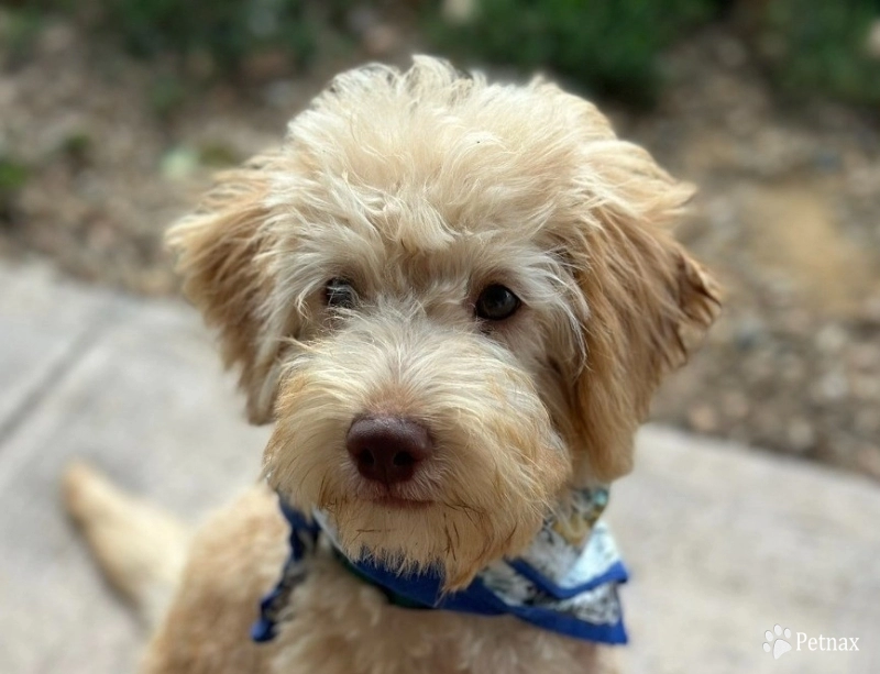 Diego Diego Labradoodle