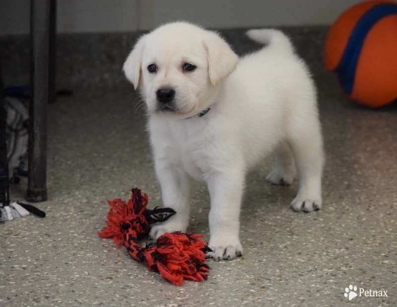 Duke Duke Labrador Retriever