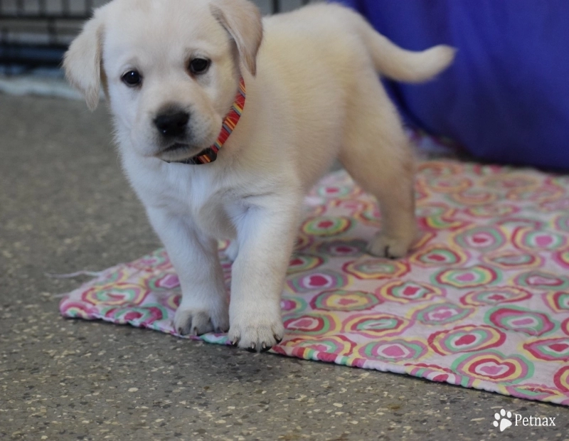 Maze Maze Labrador Retriever