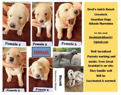 Devil's Gulch Ranch Livestock Guardians
