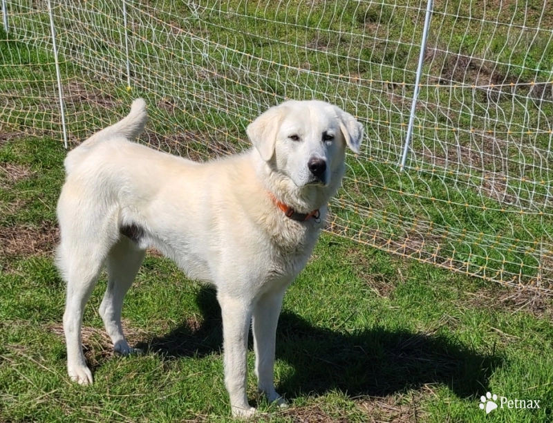 OTTO OTTO Livestock Guardian Dog