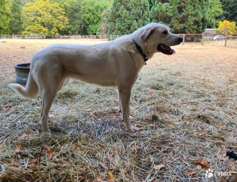 DGR Rizzoli DGR Rizzoli Livestock Guardian Dog