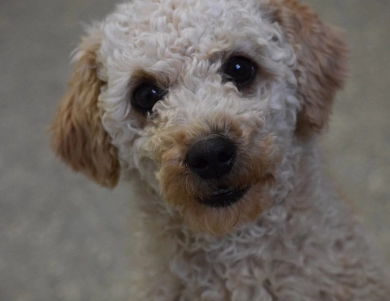Benson