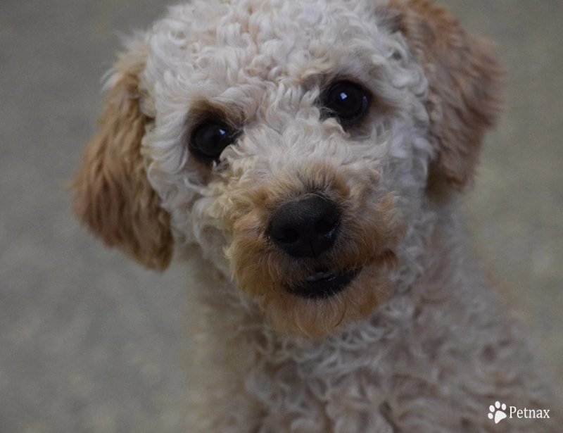 Benson Benson Labradoodle