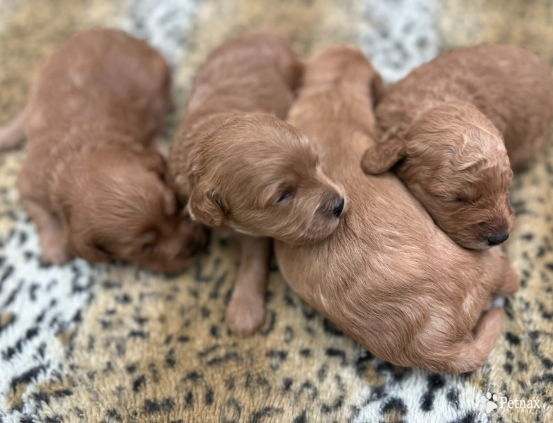 Miya Miya Labradoodle