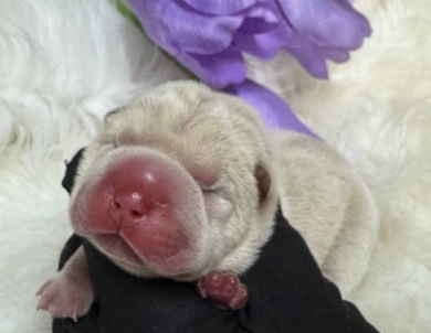 AQUA Shar Pei