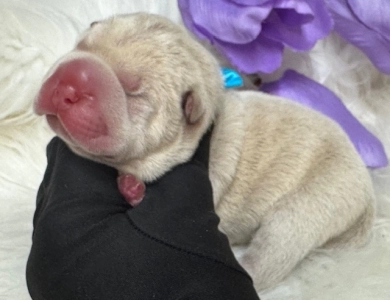 AQUA Shar Pei