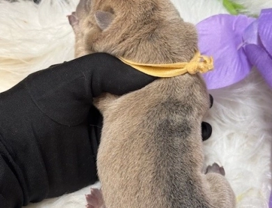 YELLOW DAISY Shar Pei