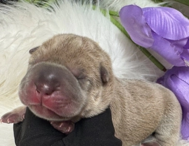 YELLOW DAISY Shar Pei