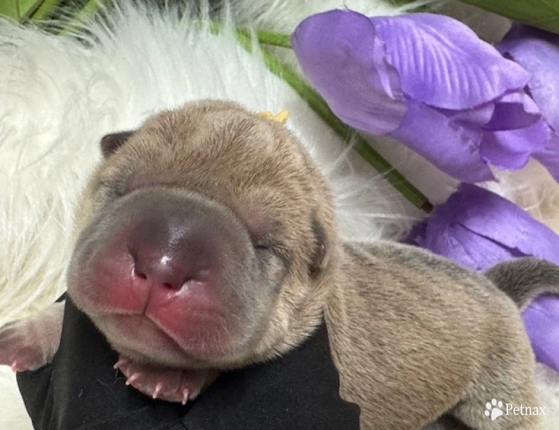 YELLOW DAISY YELLOW DAISY Shar Pei