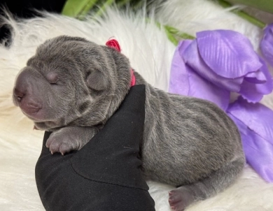 BLUE BONNET Shar Pei