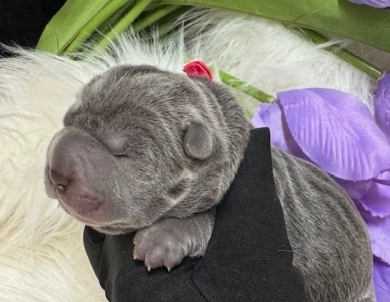 BLUE BONNET Shar Pei