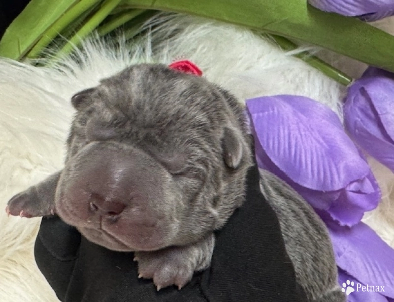 BLUE BONNET Shar Pei
