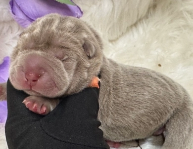 ORANGE  Shar Pei