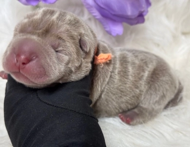ORANGE  Shar Pei