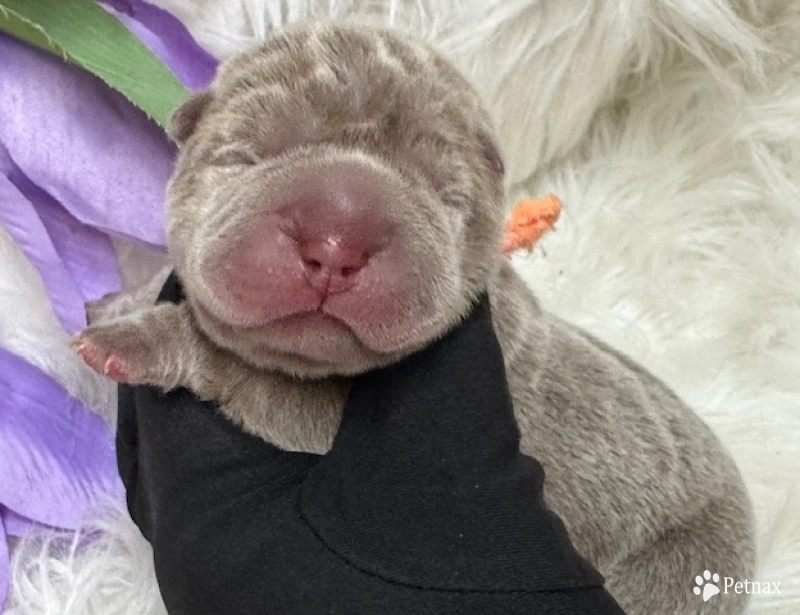 ORANGE  Shar Pei