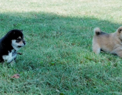 Kele Shiba Inu