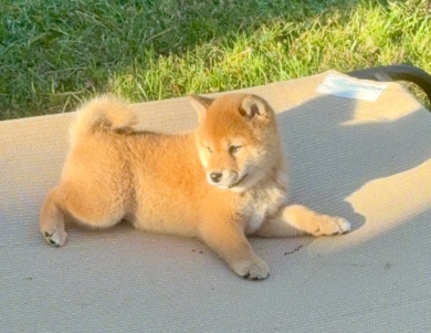Kele Shiba Inu