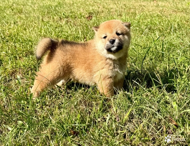 Kele Kele Shiba Inu