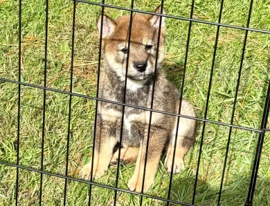 Louis Shiba Inu