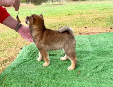Louis Shiba Inu
