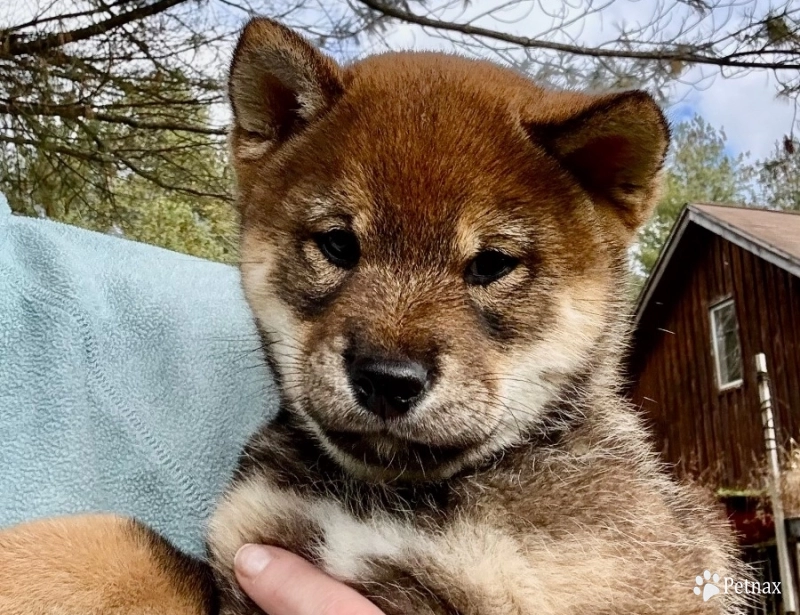 Louis Louis Shiba Inu