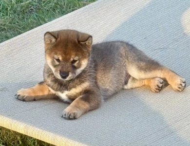 Louis Shiba Inu