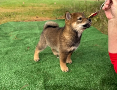 Louis Shiba Inu