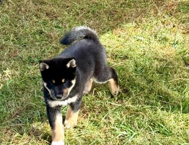 Satchmo Shiba Inu