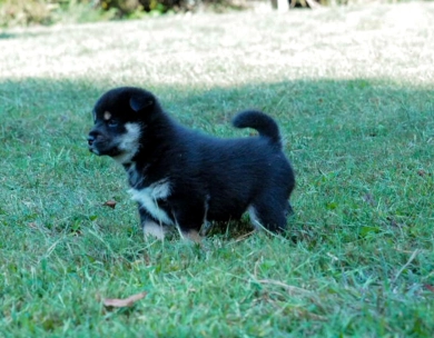 Satchmo Shiba Inu