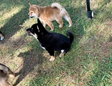 Satchmo Shiba Inu
