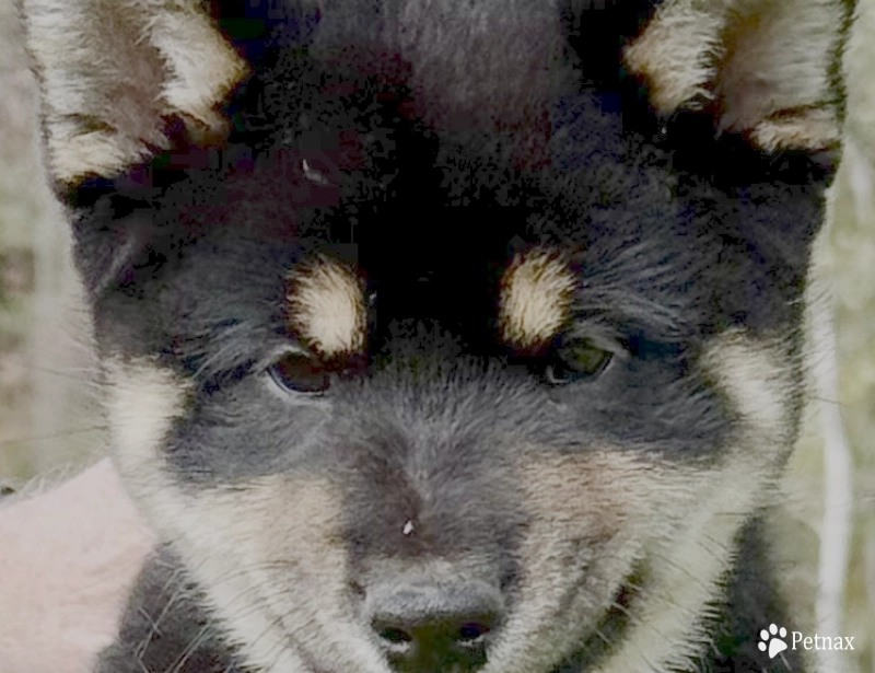 Satchmo Satchmo Shiba Inu