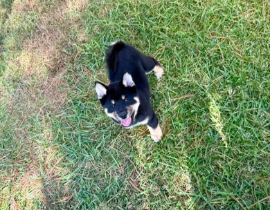 Satchmo Shiba Inu