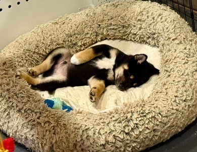 Satchmo Shiba Inu