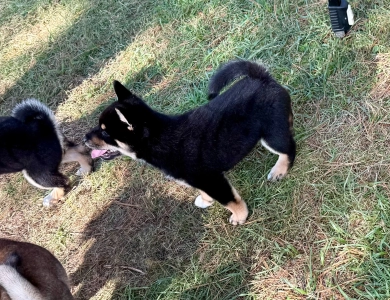 Satchmo Shiba Inu