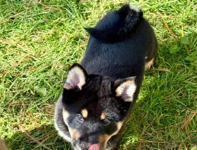 Satchmo Shiba Inu
