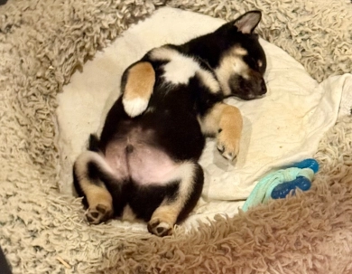 Satchmo Shiba Inu