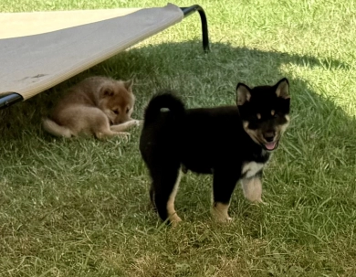 Satchmo Shiba Inu