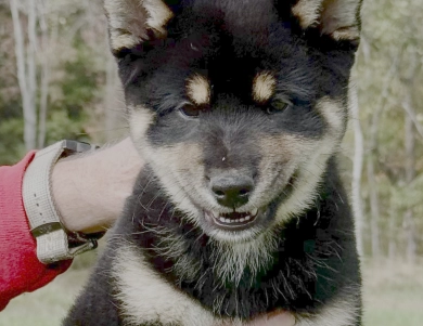 Satchmo Shiba Inu