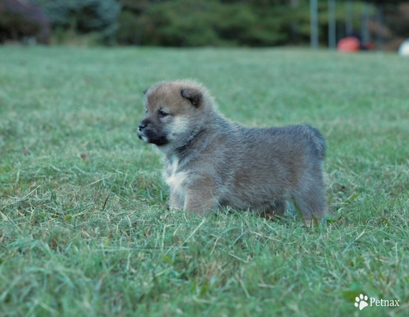 Tomo Tomo Shiba Inu