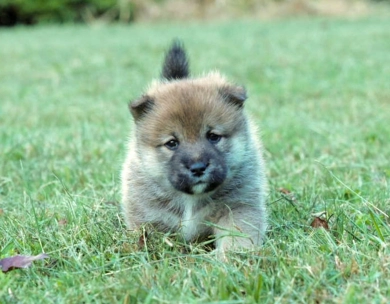 Tomo Shiba Inu