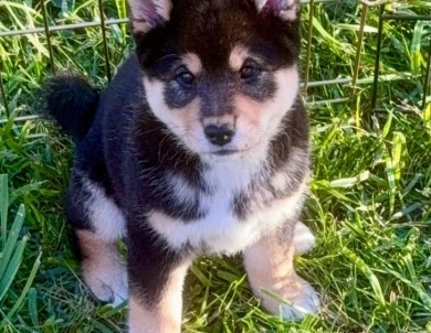 Namu Shiba Inu