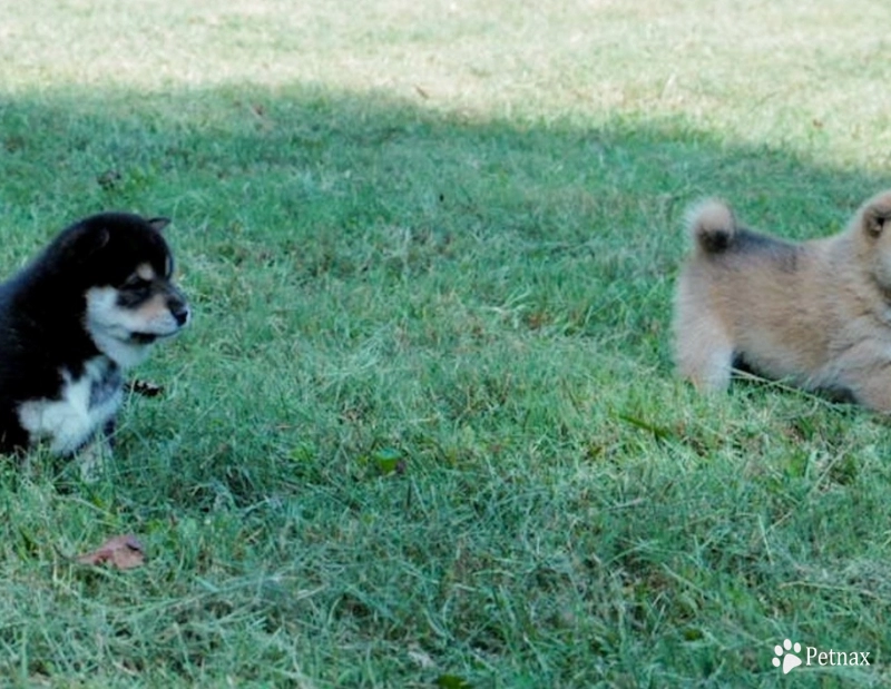 Namu Namu Shiba Inu
